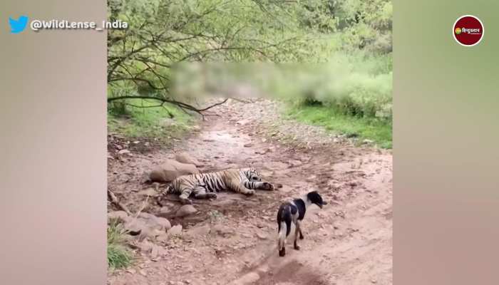 सोए हुए बाघ के आगे कुत्ते को भौंकना पड़ा भारी, पलक झपकते ही यूं निकल गई सांस