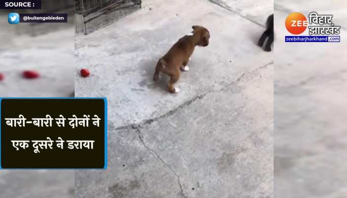 पपी और बनी में जबरदस्त खेल, वीडियो वायरल