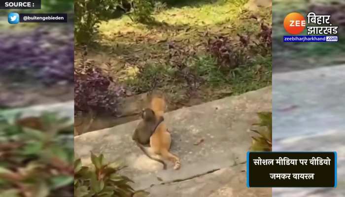 बंदर और बिल्ली की ऐसी दोस्ती आपने भी नहीं देखी होगी