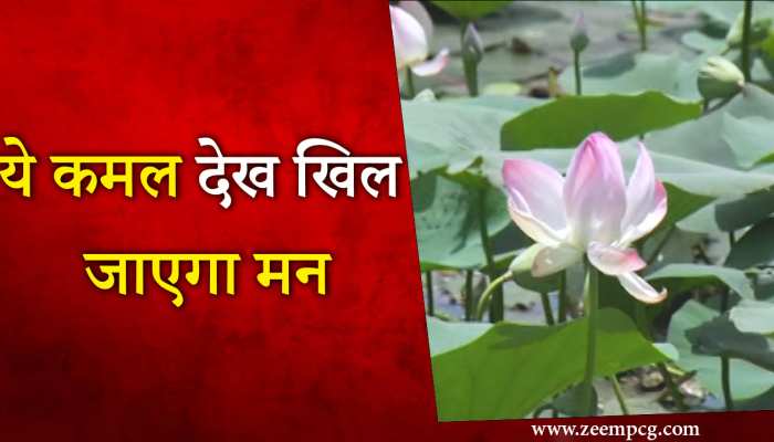 मोतिसागर में दिखा मनमोहक नजारा, चारों ओर खिला कमल