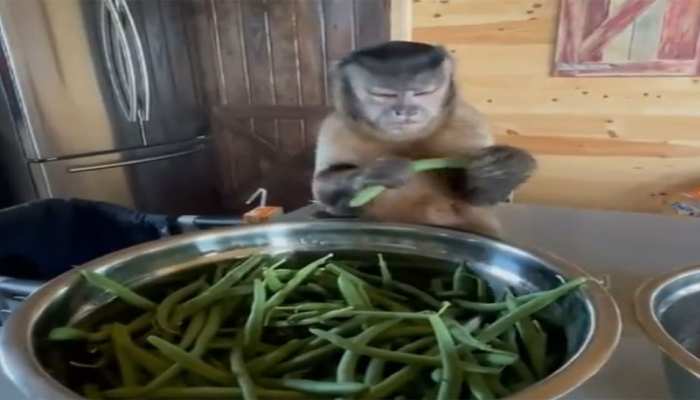 बंदर ने इस तरह से की मालकिन की मदद, मुंह बना-बनाकर तोड़े बींस; VIDEO ने खूब हंसाया