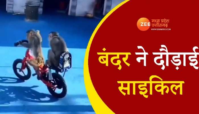 बंदर ने चलाई अनोखे अंदाज में साइकिल, वीडियो देख आप भी हो जाएंगे हैरान