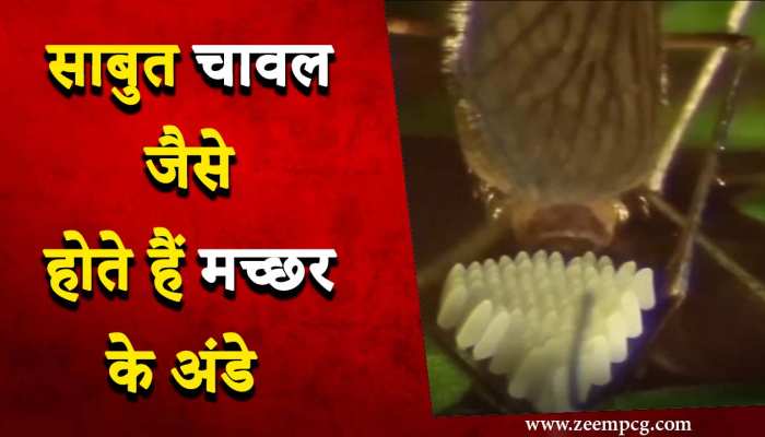 Watch: तो ऐसे बढ़ती है मच्छरों की आबादी, देखें अंडे देने की रफ्तार का वीडियो