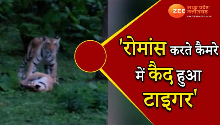 Watch: रोमांस करते दिखे बाघ-बाघिन, रोमांचित हुए सैलानी