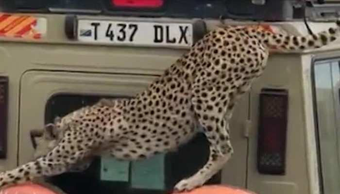 अचानक Tourist की गाड़ी पर चढ़ गया चीता, इसके बाद का नजारा हैरान कर देगा