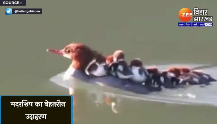 सोशल मीडिया पर वायरल हो रहा बत्तख का ये वीडियो