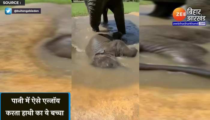 हाथी के बच्चे की ये अदा देख हो जाएंगे हैरान