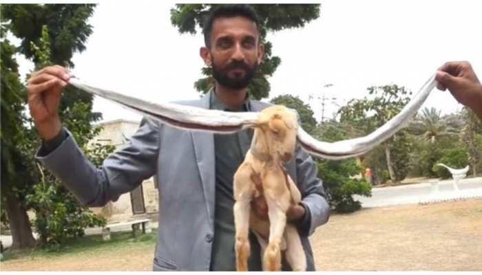 पाकिस्तान में किसी सेलिब्रिटी से कम नहीं 1 महीने का यह बकरी का बच्चा, ये है खास वजह