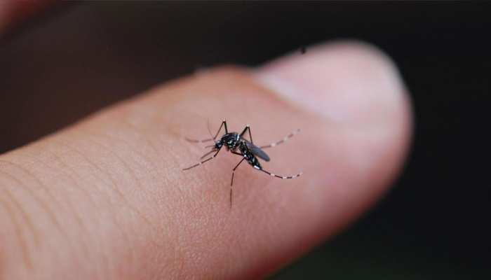 यहां हो रही मच्छरों की खातिरदारी, बनाया गया खास डाइट प्लान; क्या होगा फायदा?