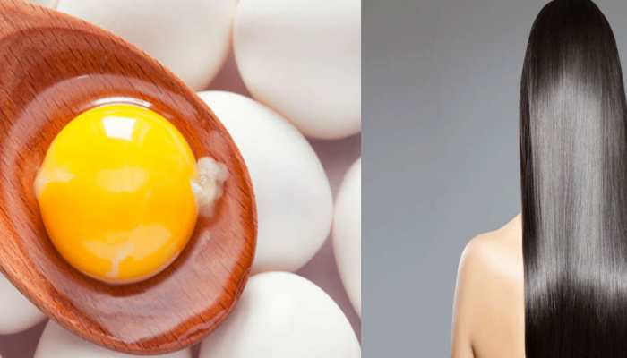 long Hair by Egg Combine one egg with one tablespoon of castor oil whisk apply on your hair | long Hair by Egg: बाल बढ़ाने के लिए अंडे का कैसे करें इस्तेमाल? long Hair by Egg Combine one egg with one tablespoon of castor oil whisk apply on your hair | long Hair by Egg: बाल बढ़ाने के लिए अंडे का कैसे करें इस्तेमाल?
