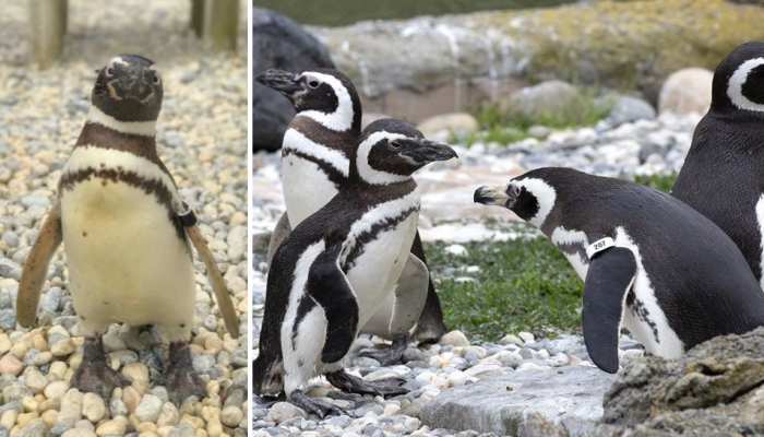 26 बच्चे, 31 नाती-पोते, 8 परपोते-परनाती; 40 साल के इस पेंगुइन का इतना बड़ा 'खानदान'