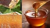 Honey Benefits: बारिश के मौसम में शहद का सेवन, सेहत के लिए फायदेमंद या नुकसानदायक?