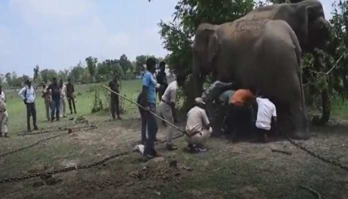 महावत का हत्यारा हाथी गिरफ्तार, अब वन विभाग ने किया बेड़ियों में कैद