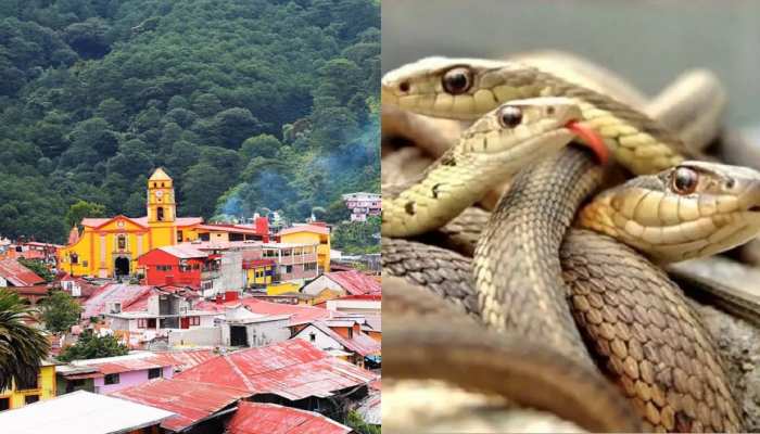 Snake Village: इस गांव में सांपों के साथ रहते हैं लोग,जानिए क्या है इसके पीछे की वजह