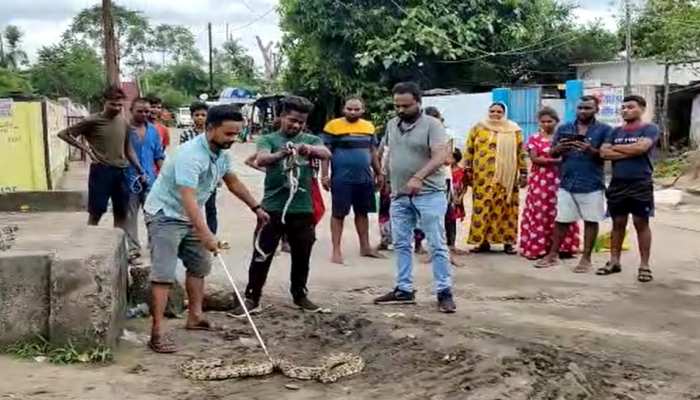 नागलोक बना मंदिर के पास का स्थान! कई अजगर देखकर दहशत में आए लोग