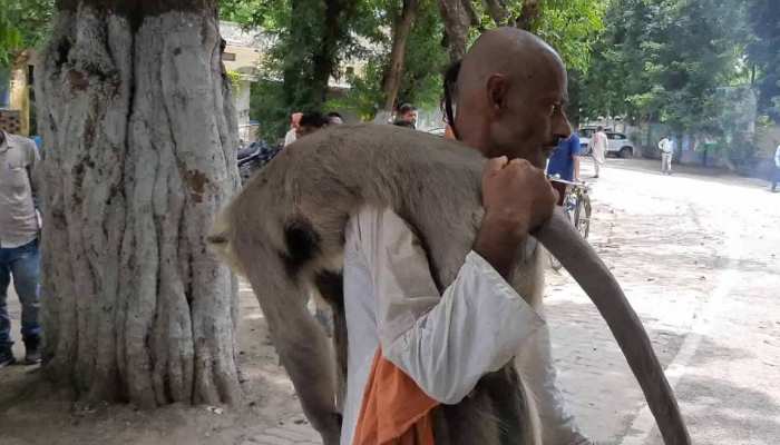 जानिए क्या हुआ जब लंगूर का शव लेकर डीएम के दफ्तर पहुंचा एक शख्स