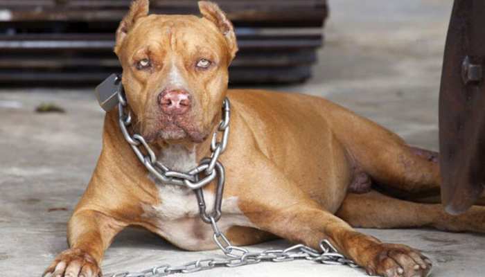 Lucknow Pitbull Attack pitbull me malkin ko maar dala dog lover dog killed  old lady in lucknow ukup | Pitbull Attack in Lucknow: दुनिया का सबसे खतरनाक  डॉग Pitbull का शिकार बनी