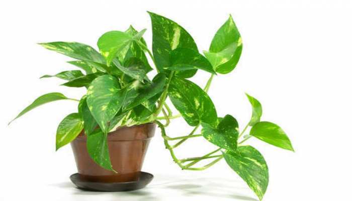 Money Plant Tips