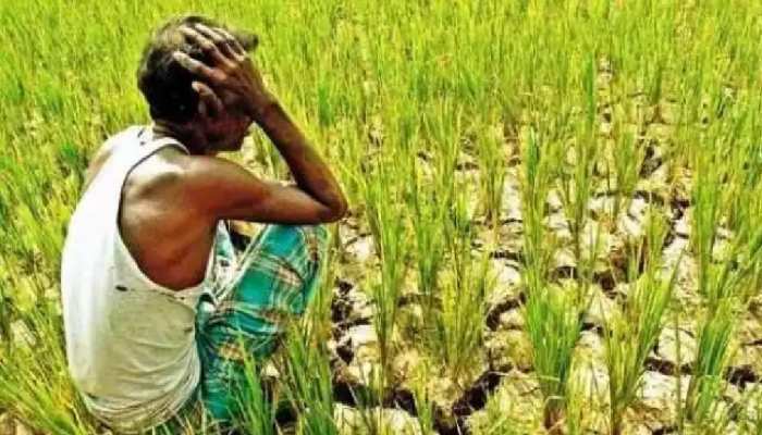 Jharkhand  Weather: झारखंड में मानसून ने की दगाबाजी! धान के बिचड़े हुए बर्बाद