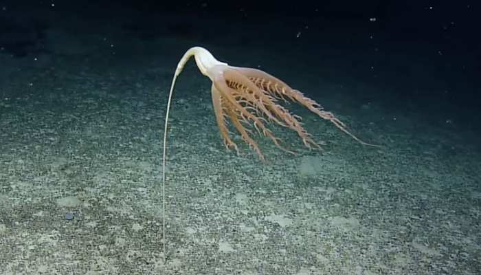 rare animal spotted in pacific ocean first time ever discovery cnidarian  trending photo going viral entertain | Rare Animal: कभी नहीं देखा होगा ऐसा  अनोखा जानवर, Pacific Ocean में दिखी पहली झलक |
