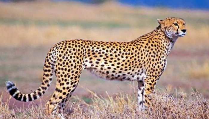 Why Cheetah extinct from india