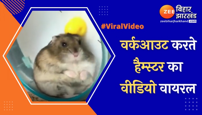 Hamster in sale hindi