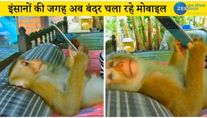 Monkey Viral Video: इंसानों के साथ-साथ अब बंदर भी चलाने लगे हैं स्मार्ट फोन