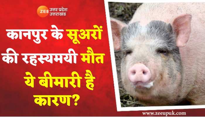 Kanpur Pig Death: यूपी में आया अफ्रीकन फ्लू, कानपुर के सूअरों में हुई इसकी पुष्टि.. 