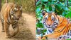 Tiger Day: करीब से देखना चाहते हैं टाइगर तो जरूर जाएं एमपी के ये नेशनल पार्क