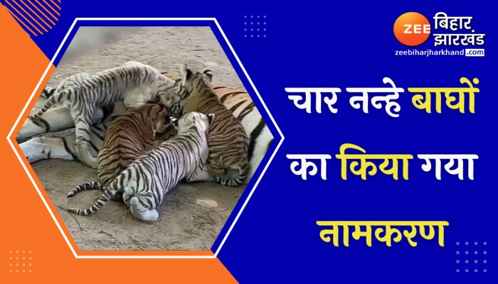 International Tiger Day की ताज़ा खबरे हिन्दी में | ब्रेकिंग और लेटेस्ट न्यूज़ in Hindi - Zee News Hindi International Tiger Day की ताज़ा खबरे हिन्दी में | ब्रेकिंग और लेटेस्ट न्यूज़ in Hindi - Zee News Hindi