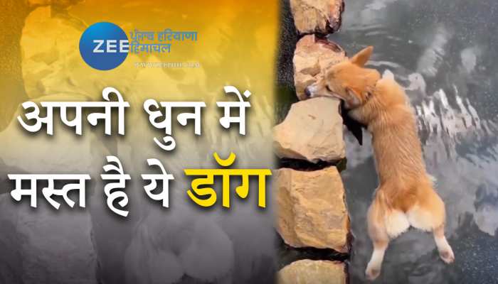 Viral Video: पानी में लेटकर आराम कर रहा है ये डॉग, देखें वीडियो 