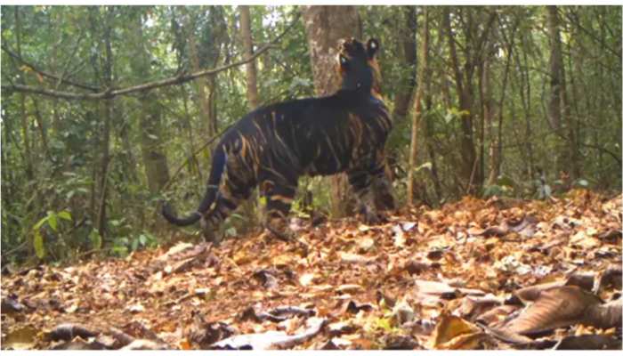 Rare Black Tiger seen Marking Its Territory In Odisha National Park video getting viral | ओडिशा राष्ट्रीय उद्यान में दिखा दुर्लभ काला बाघ, सोशल मीडिया पर वीडियो देख IFS भी हुए हैरान | Rare Black Tiger seen Marking Its Territory In Odisha National Park video getting viral | ओडिशा राष्ट्रीय उद्यान में दिखा दुर्लभ काला बाघ, सोशल मीडिया पर वीडियो देख IFS भी हुए हैरान |