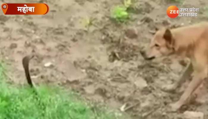 Watch: सांप और कुत्ते में हुई जमकर लड़ाई, सोशल मीडिया पर वीडियो हो रहा वायरल 