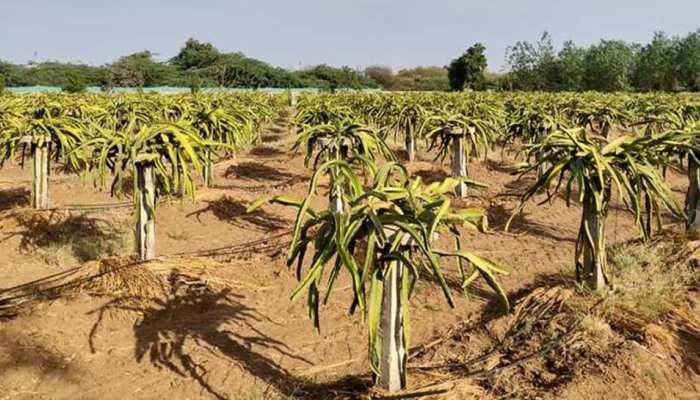 गन्ने के बाद अब इस खेती के लिए जाना जाएगा UP का 'शुगर बाउल', सीएम योगी की नई योजना