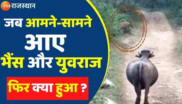 सरिस्का के जंगल में दिखा शानदार नजारा, जब आमने-सामने हुए युवराज भैंस