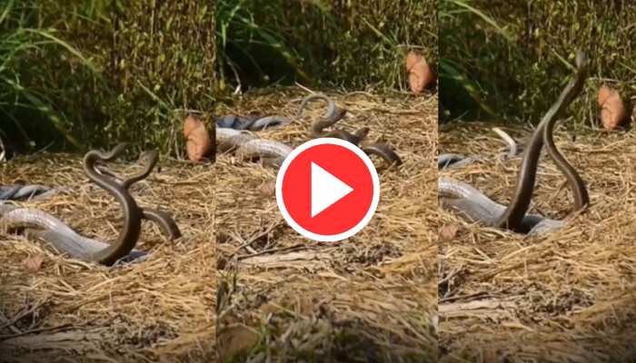 Snake Viral Video: नहीं देखा होगा नाग-नागिन का प्रेम, कैमरे में कैद हुआ अनोखा नजारा