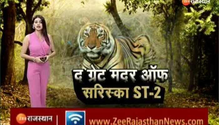 Alwar में मदर ऑफ सरिस्का की देखभाल में जुटा सरिस्का प्रशास