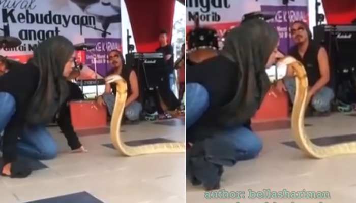 King Cobra को Kiss करने के लिए लड़की ने किया ऐसा खतरनाक काम, Video देखकर खौफ में लोग
