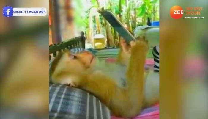 Viral Video: बंदर को भी लग गई मोबाइल की लत, देखिए कैसे बिस्तर पर लेटकर ले रहा मजे!