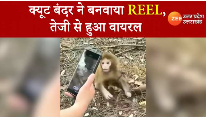 Cute Monkey: बंदर की तस्वीर कैमरे में कैद कर रहा था शख्स तभी हुआ कुछ ऐसा की वीडियो हो गया वायरल..