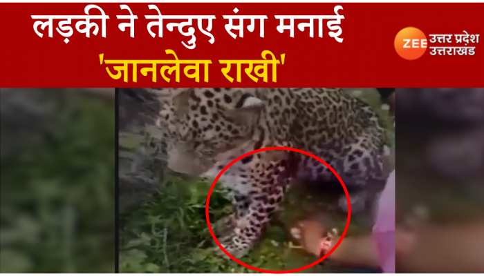 Leopard Rakhi: लड़की ने बांधी तेंदुए को राखी, वीडियो देख उड़ जाएंगे होश...