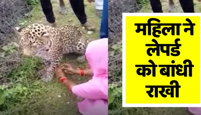 महिला ने लेपर्ड को बांधी राखी, एक घंटे बाद हुई मौत