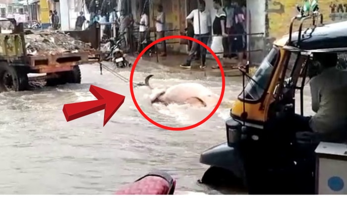 बाड़मेर में अमानवीय घटना, गाय की मौत के बाद, शव को ट्रैक्टर से घसीटते हुए ले गए कर्मचारी
