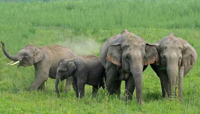 Elephant in India the number of national heritage animal numbers is  increasing in the country