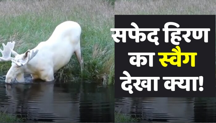 रेयर सफेद हिरण ने पानी में लगाई डुबकी, आपने देखा है क्या ऐसा जानवर