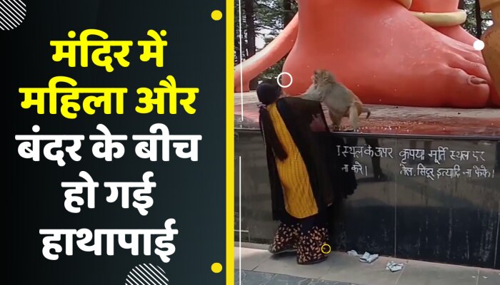 मंदिर में महिला और बंदर के बीच हुई हाथापाई, एक-दूसरे को जड़े थप्पड़
