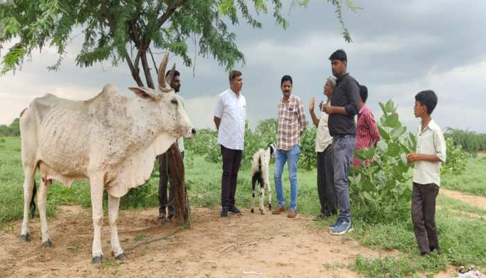 बायतू: लंपी स्किन डिजीज को लेकर विधायक हरीश चौधरी ने जानी धरातलीय स्थिति