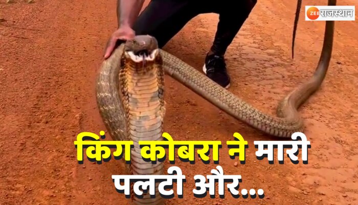 King Cobra से खेल रहा था शख्स, तभी विशालकाय सांप ने मारी पलटी और