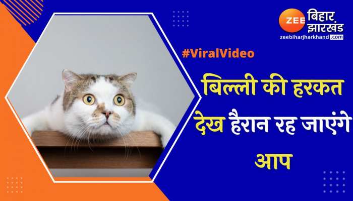 बिल्ली की हरकत देख हैरान रह जाएंगे आप, वीडियो वायरल