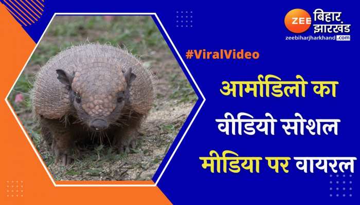 आर्माडिलो का वीडियो सोशल मीडिया पर वायरल